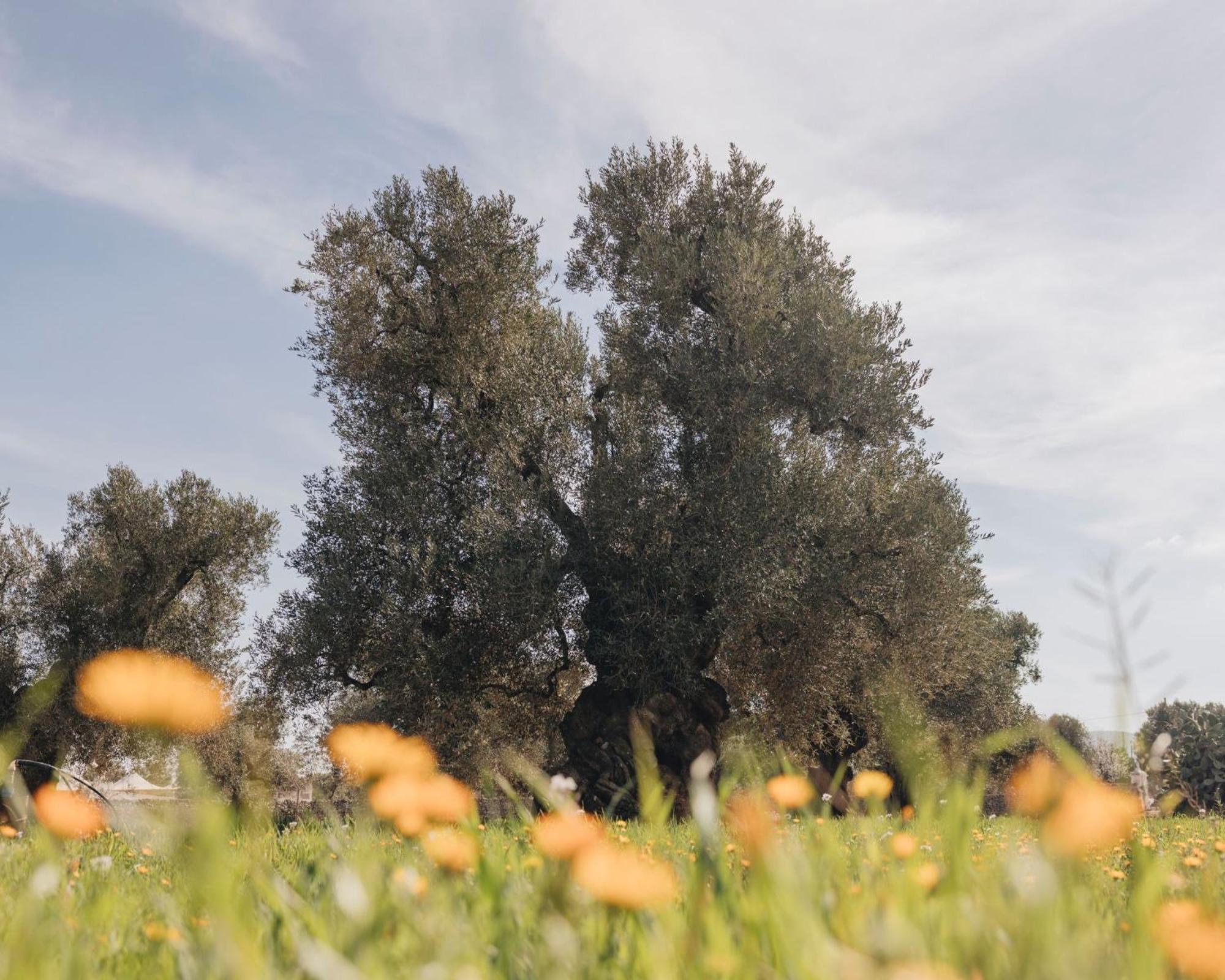 Masseria San Lorenzo Resort 法萨诺 外观 照片
