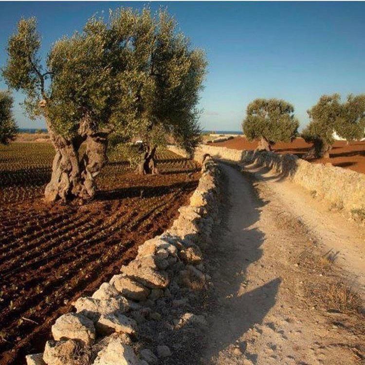 Masseria San Lorenzo Resort 法萨诺 外观 照片