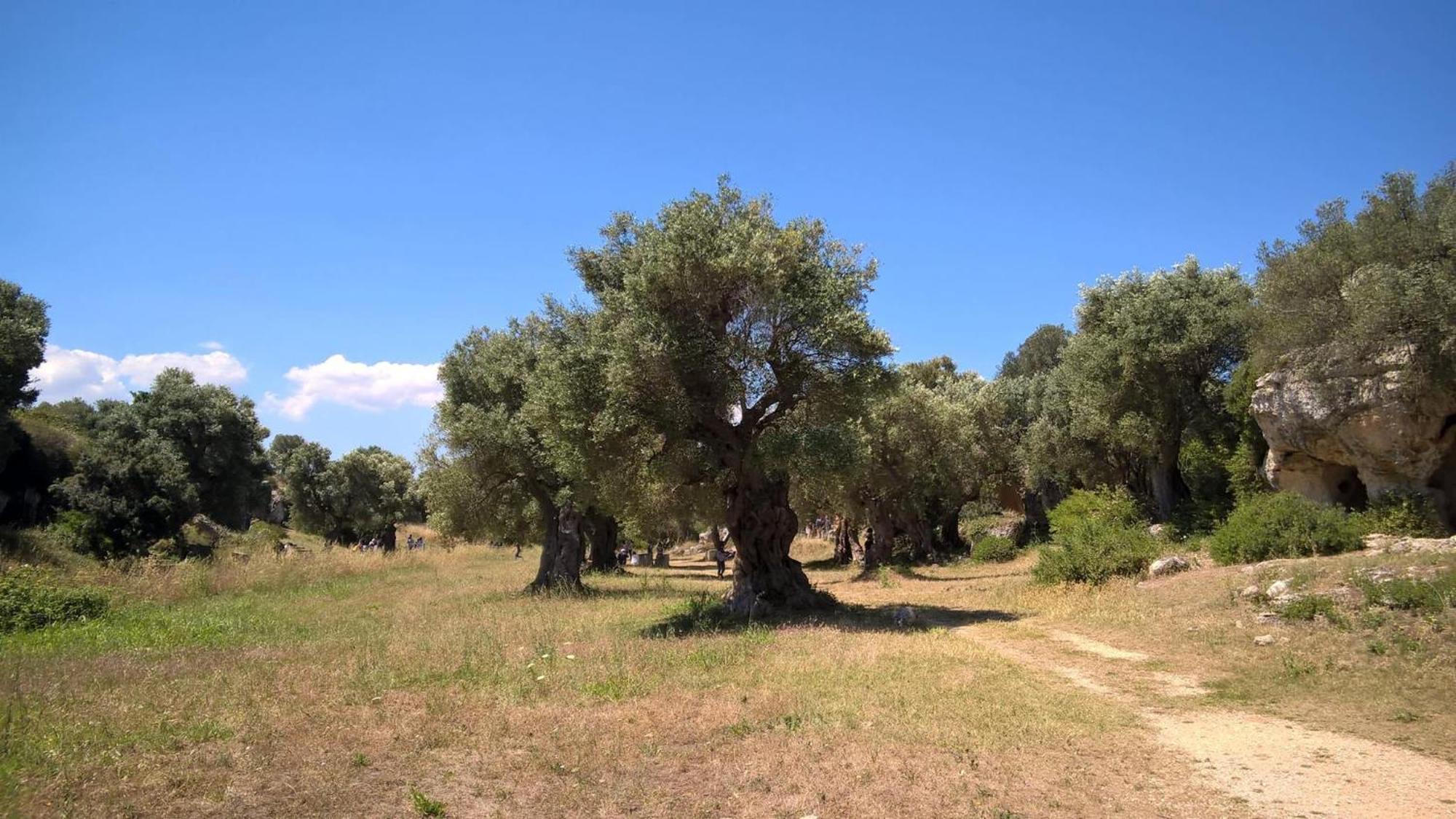 Masseria San Lorenzo Resort 法萨诺 外观 照片